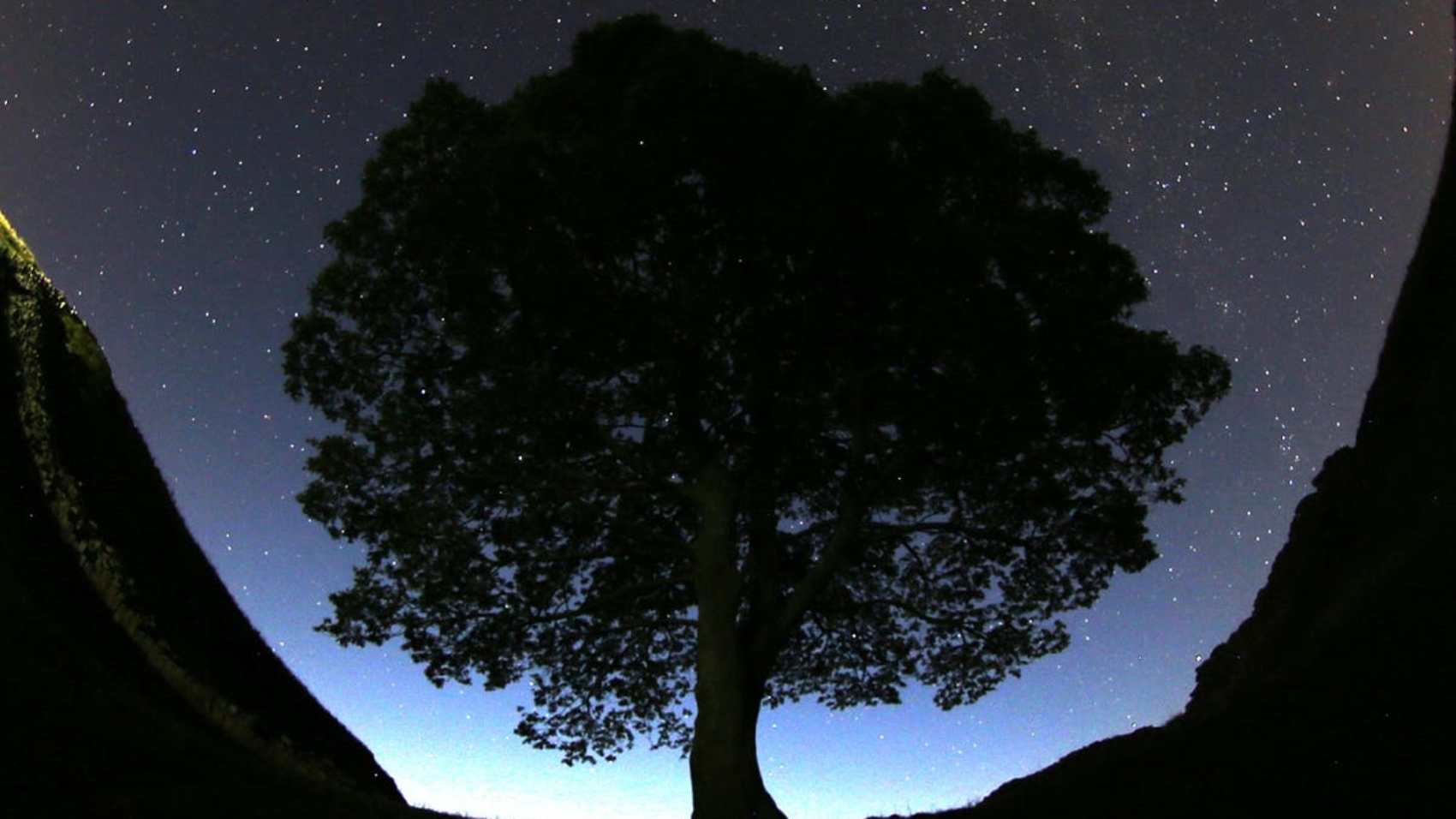 Britain-Sycamore_Gap_Tree_Cut_Down_34309.jpg