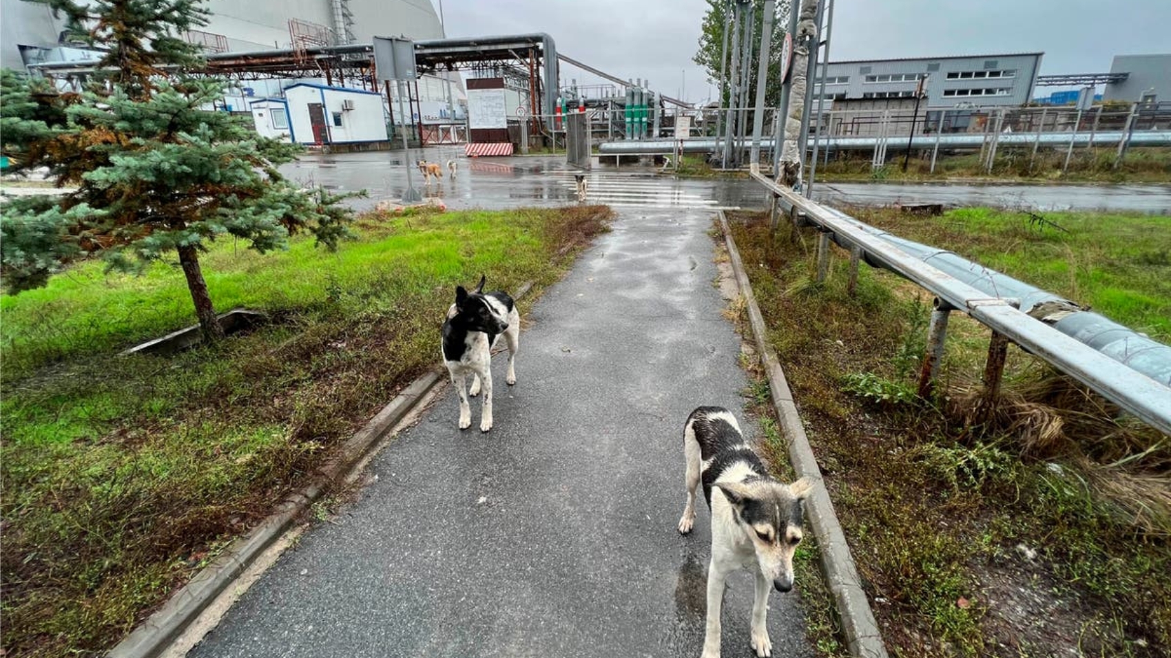 Dogs_of_Chernobyl_71578.jpg