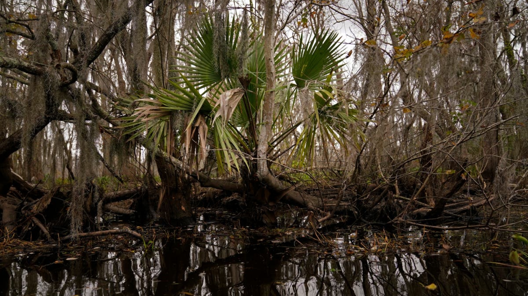 Louisiana_Swamp_River_Reintroduction_36428.jpg