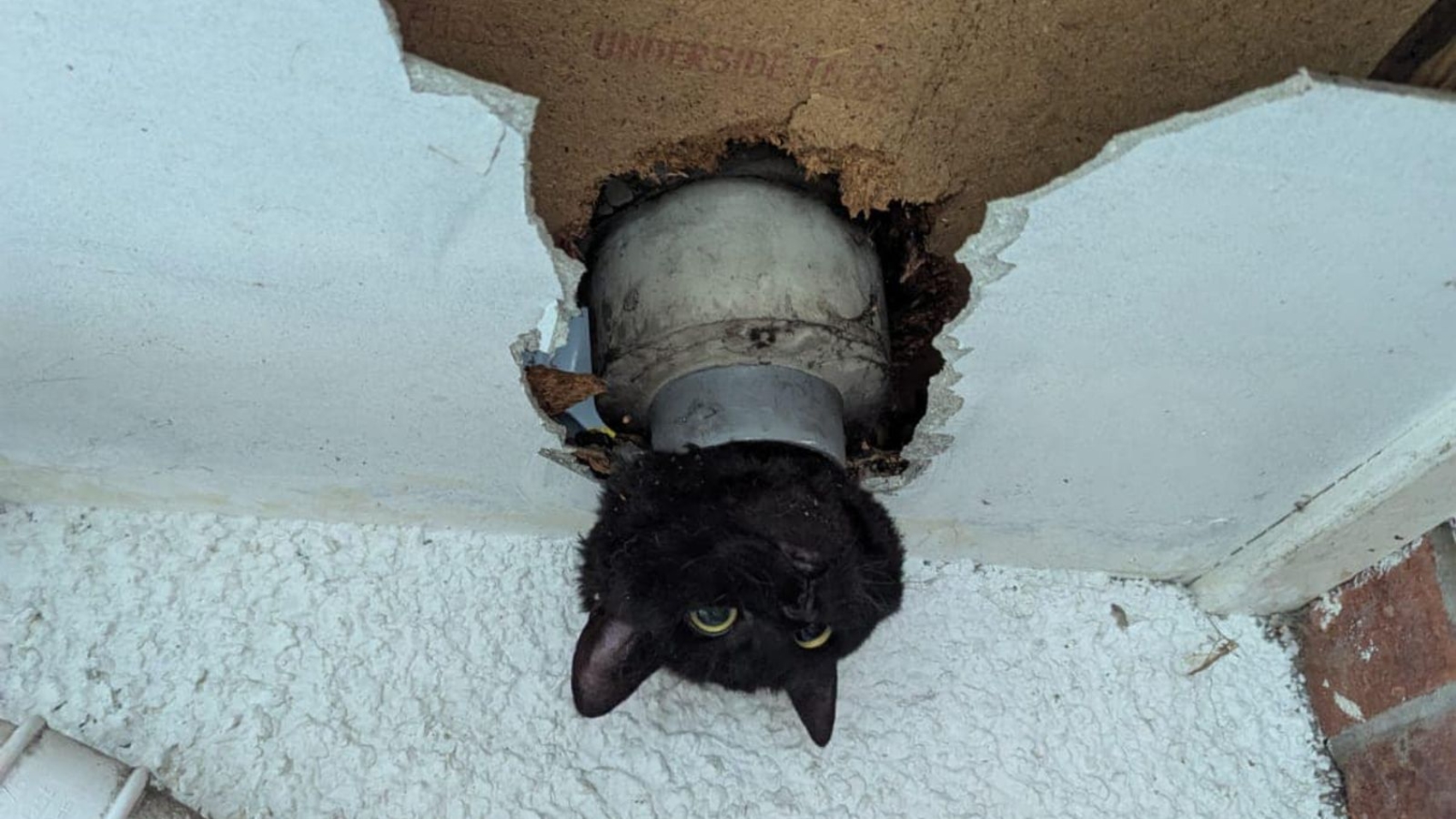 skynews-cat-drainpipe-john_6756210.jpg