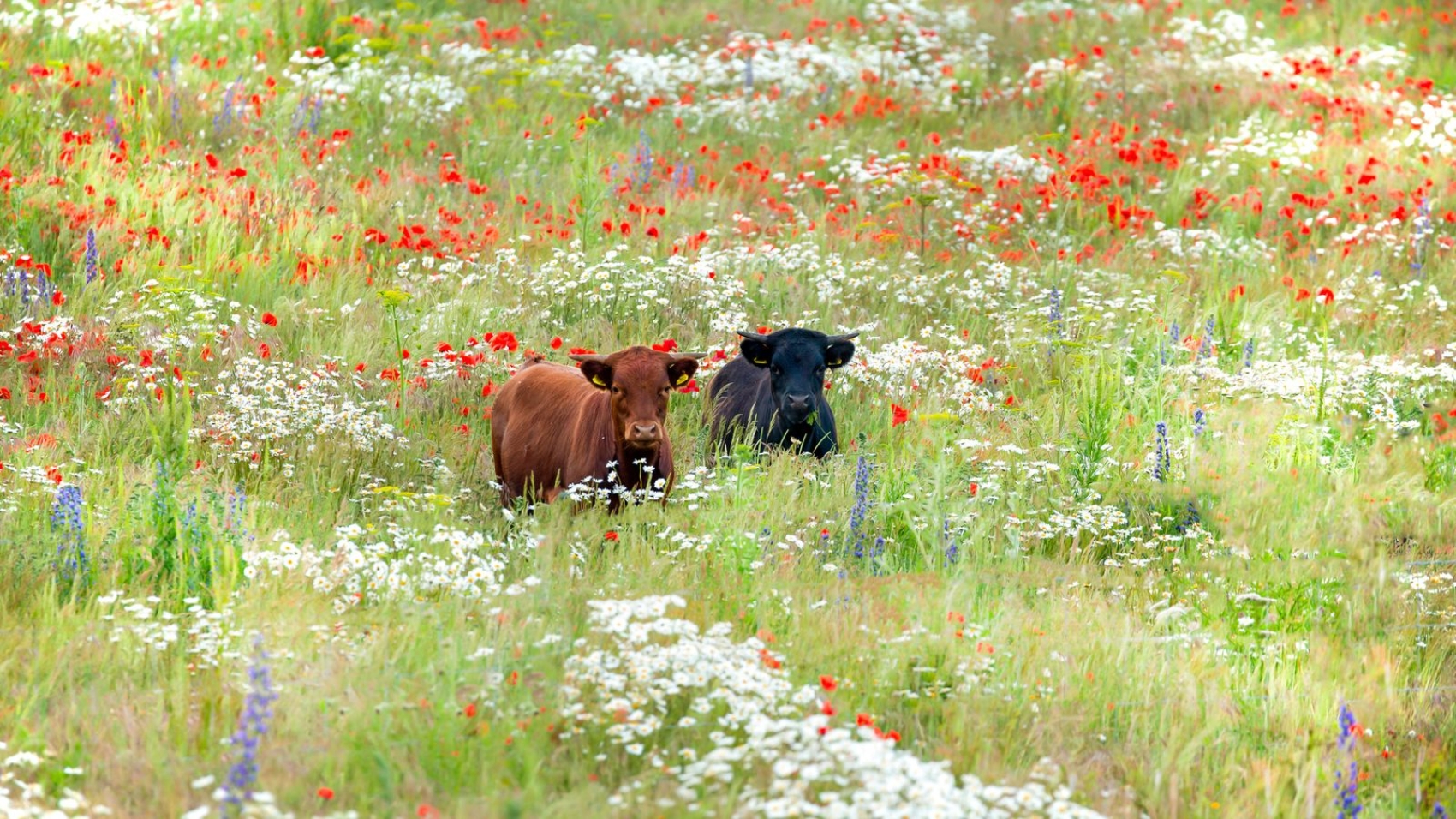 skynews-cow-wildflower_6767618.jpg