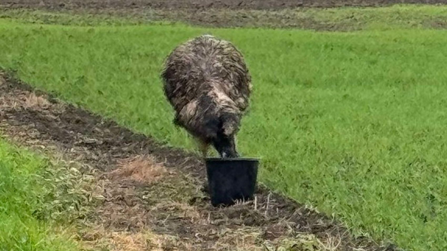 skynews-emu-lincolnshire_6751416.jpg