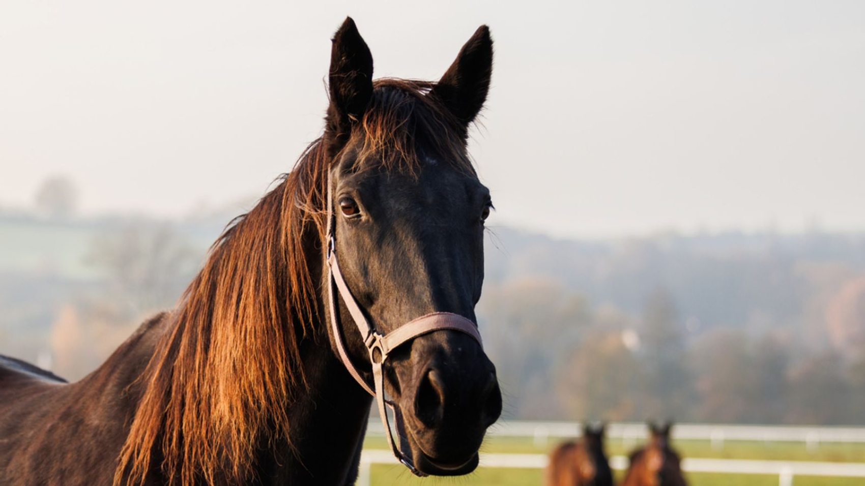 skynews-horse-farm_6773518.jpg