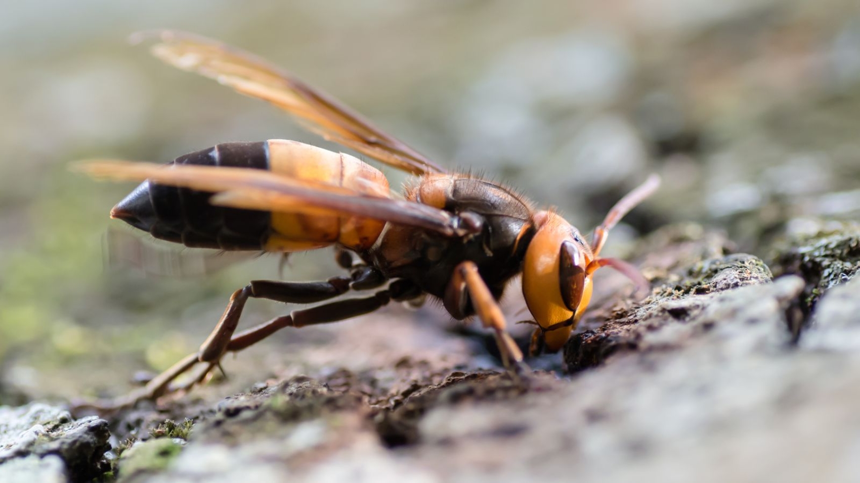 skynews-southern-giant-hornet_6767854.jpg